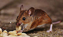 24 Hour & Emergency Exterminators in Fannettsburg, PA